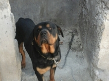 İt