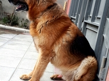 Alman ovçarkası (cütləşdirmək üçün)
