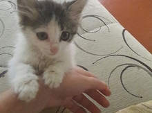 Pişik etibarlı əllərə verilir