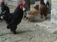Dekorativ quşlar