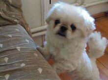 Pekines