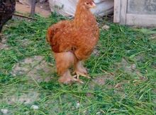 Brama çolpası