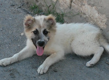 Çoban iti