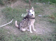 Haski