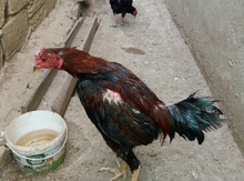 Heyratı