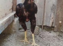 Heyratı xoruz