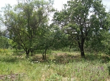20 sot torpaq sahəsi, Şamaxı r.