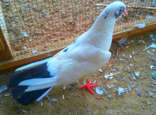 Göyərçin