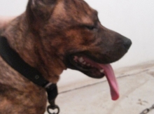 Pitbul