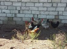 Qırqovul