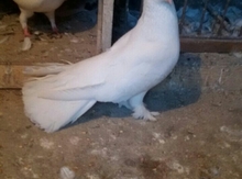Göyərçin