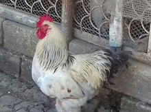 Brama yumurtası