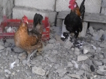 Cüt yaponka
