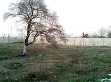 10 sot torpaq sahəsi, Albalı qəs.