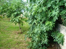7.5 sot torpaq sahəsi, Şamaxı r.