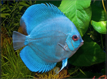 "Diskus Blue Diamond" balığı
