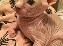 Котенок Сфинкс
