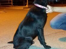 Labrador