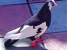 Göyərçin