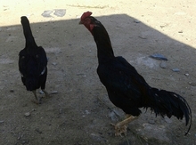 Heyratı