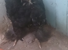 Brama