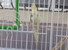 Korella