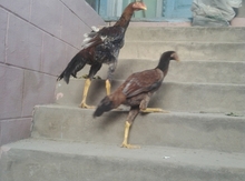 Heyratı