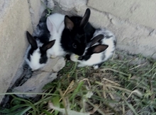 Dovşanlar