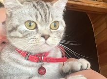Pişik axtarılır