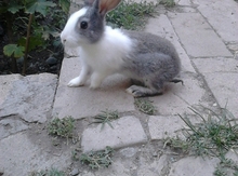 Dovşan