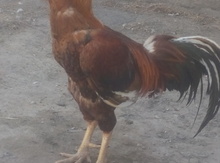 Heyratı