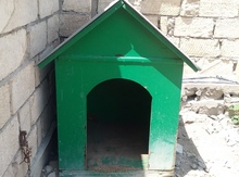 İt yuvası
