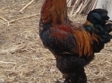 Brama toyuqları