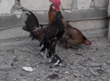 Yaponka xoruzu