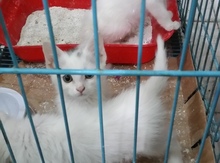 Türk anqor pişiyi