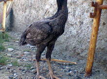Quş