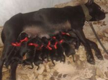Cane Corso balaları