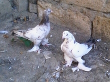 Ebreş göyərçin