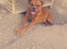 Pitbul