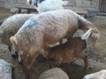 Qoyun və keçilər