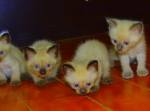 Сиамские котята