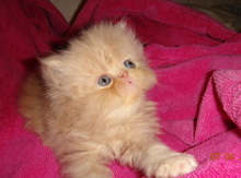 Персидский котенок