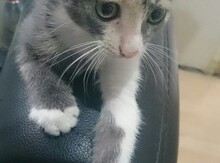 Pişik