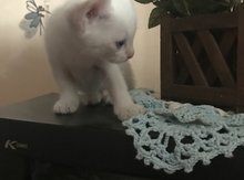Ангорский котенок
