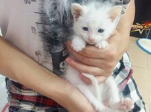 Котенок в добрые руки
