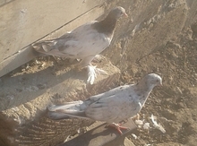 Göyərçin