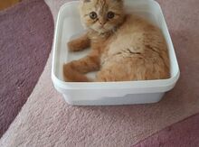 Персидский котенок