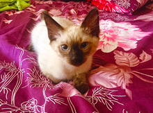 Сиамский котенок
