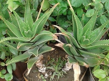 "Aloe" bitkisi