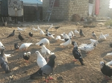 Göyərçin